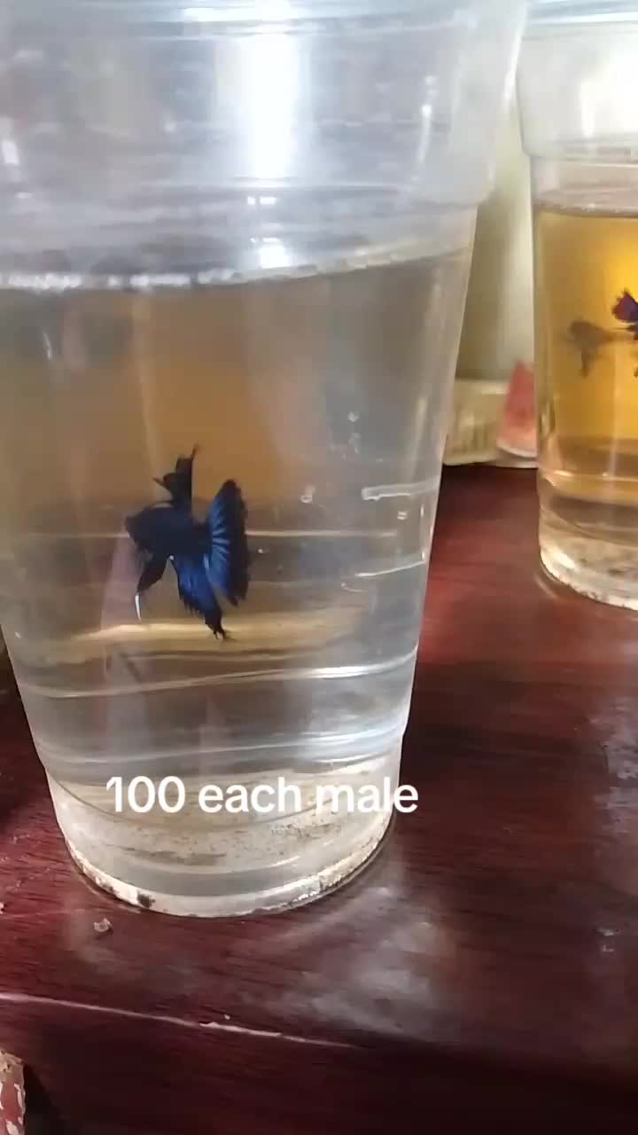 @H4rt