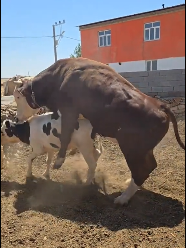 @animalkang1