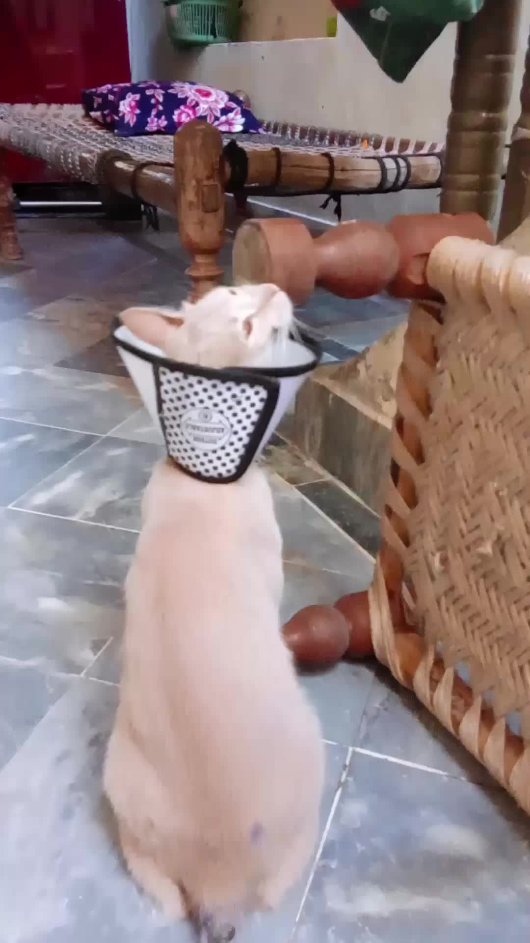 @cutecatlover8172