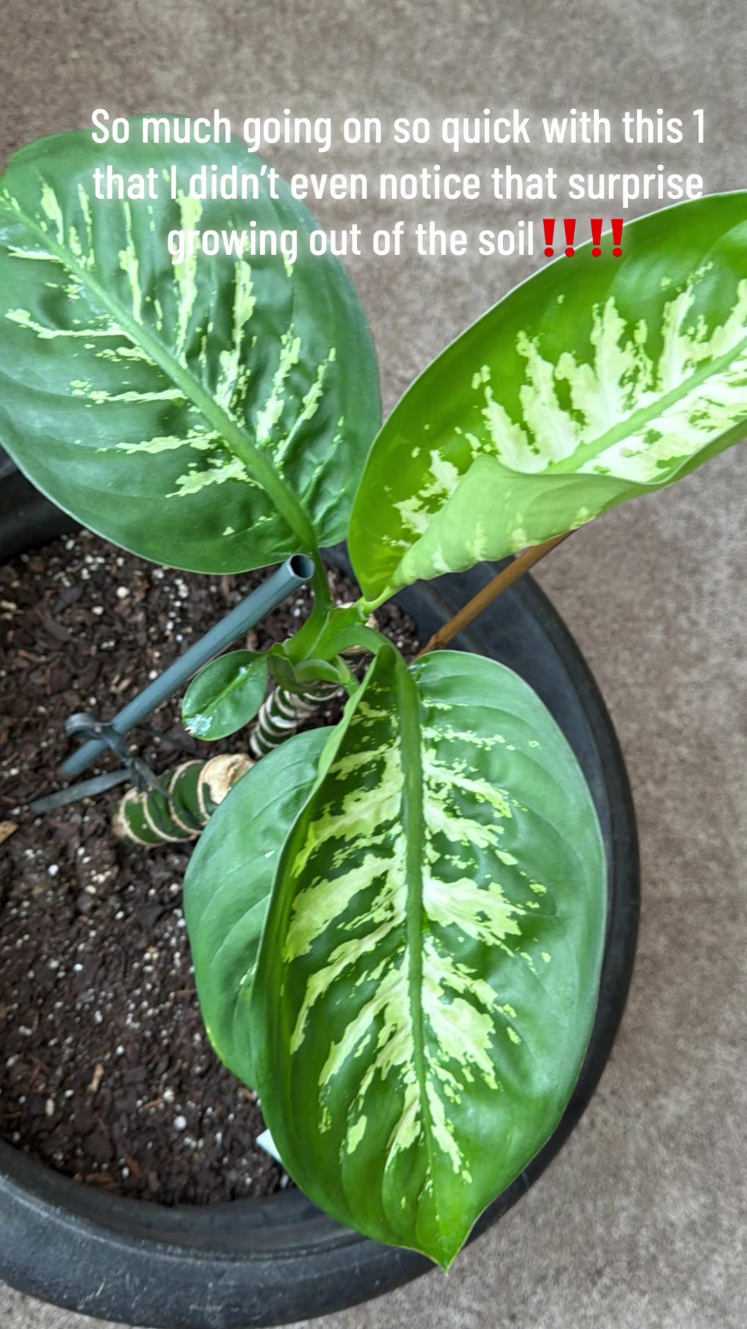 @MoePlantDad