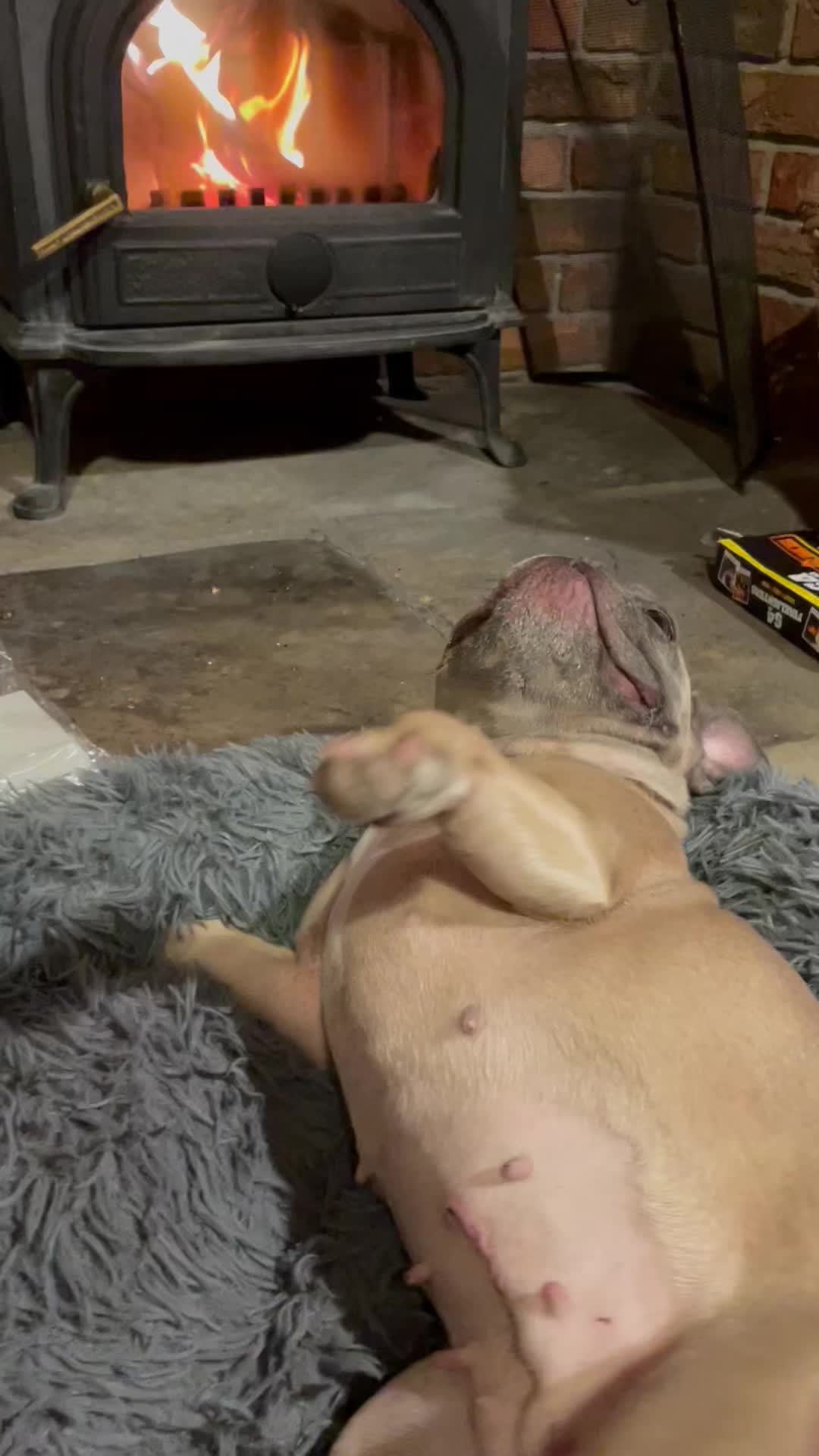 @MaggietheAdventureFrenchie