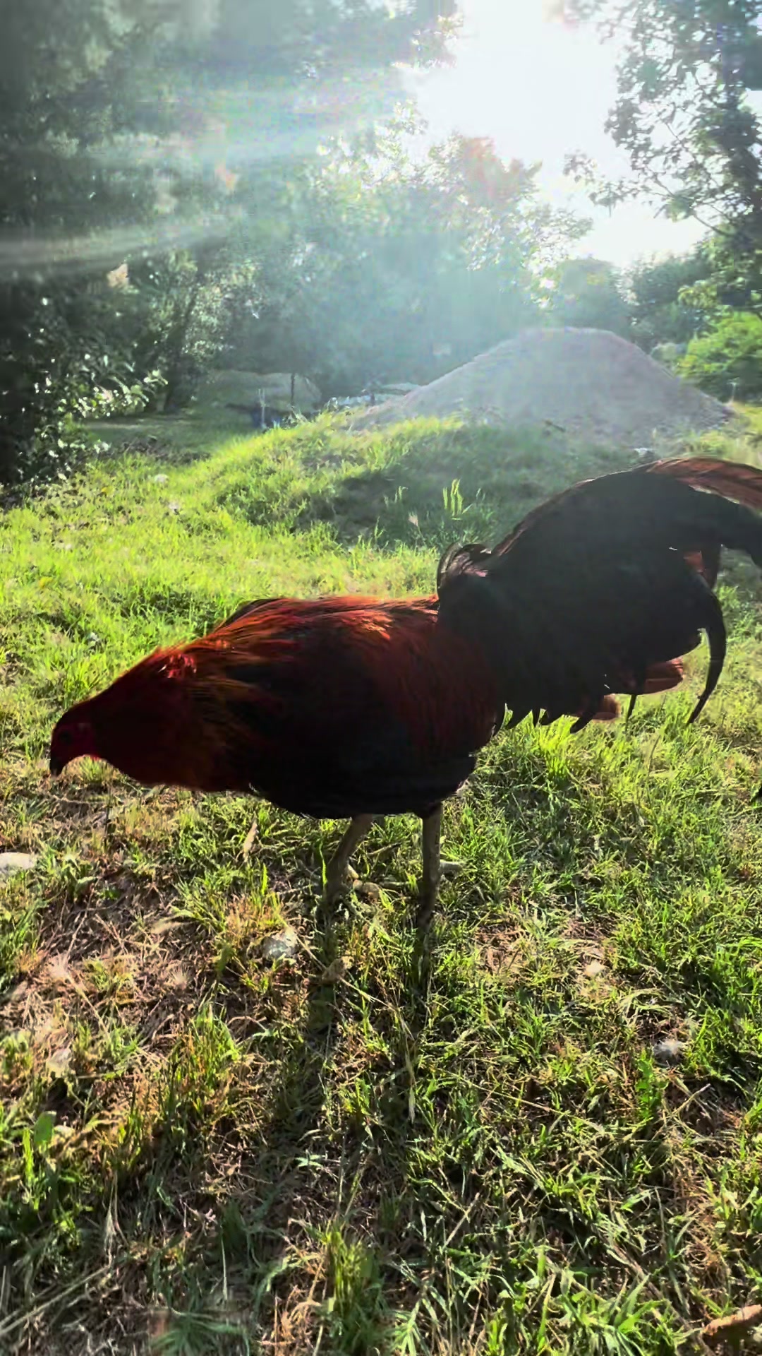 @PR_Gamefowl👑