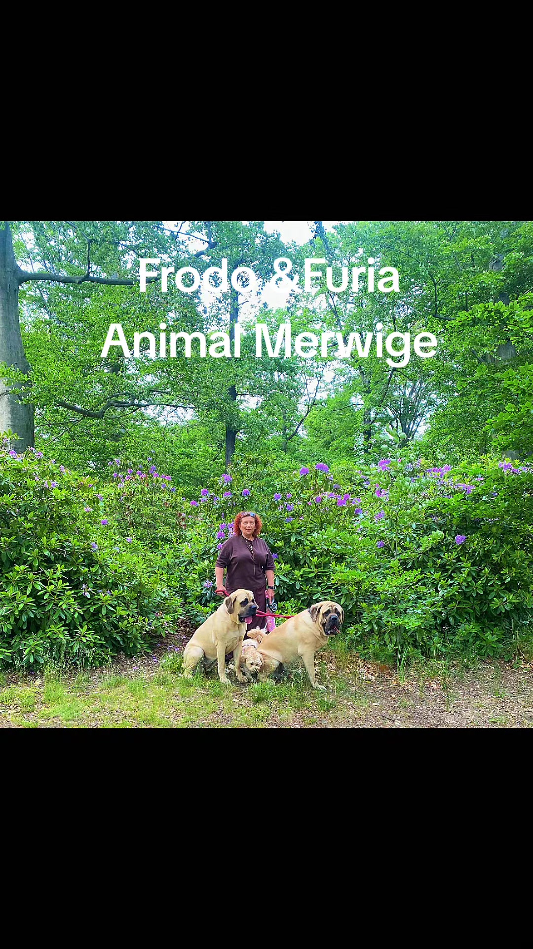 @Animal merwige fci