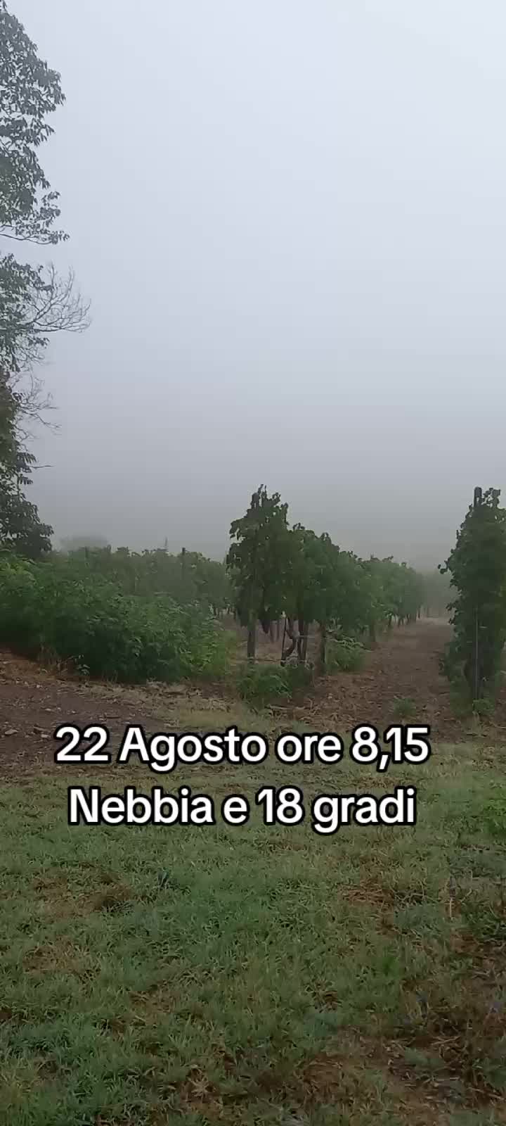 @Tiziana
