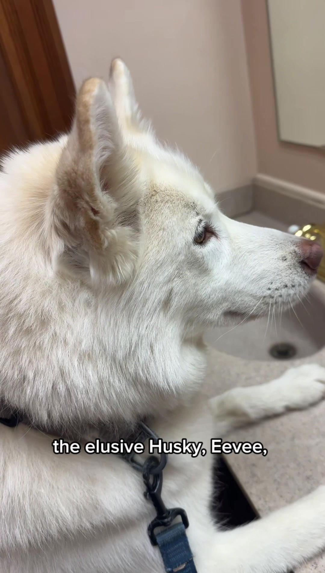 @FourHuskyteers