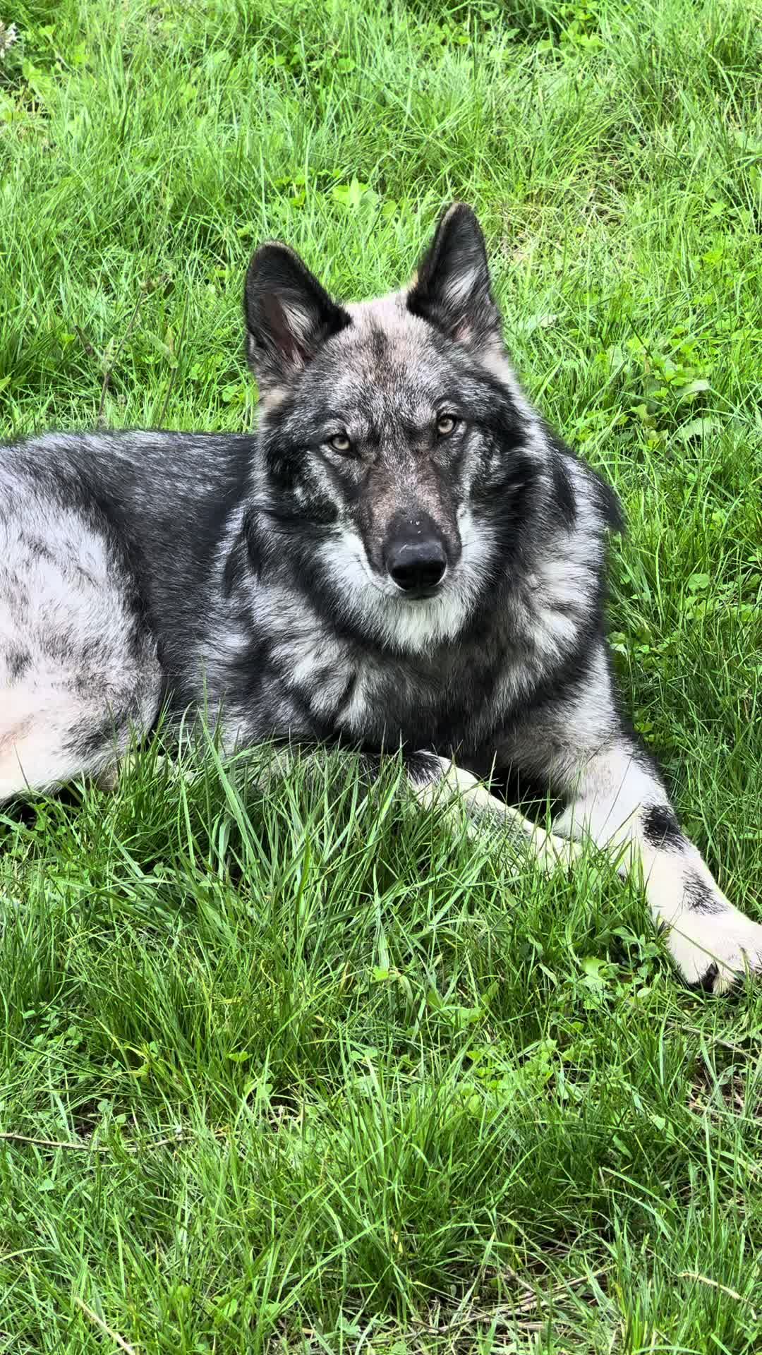 @Real_ArcaneWolfdog