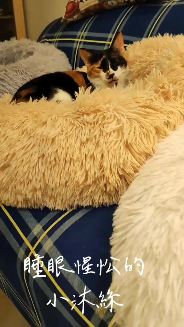 @三貓老爹