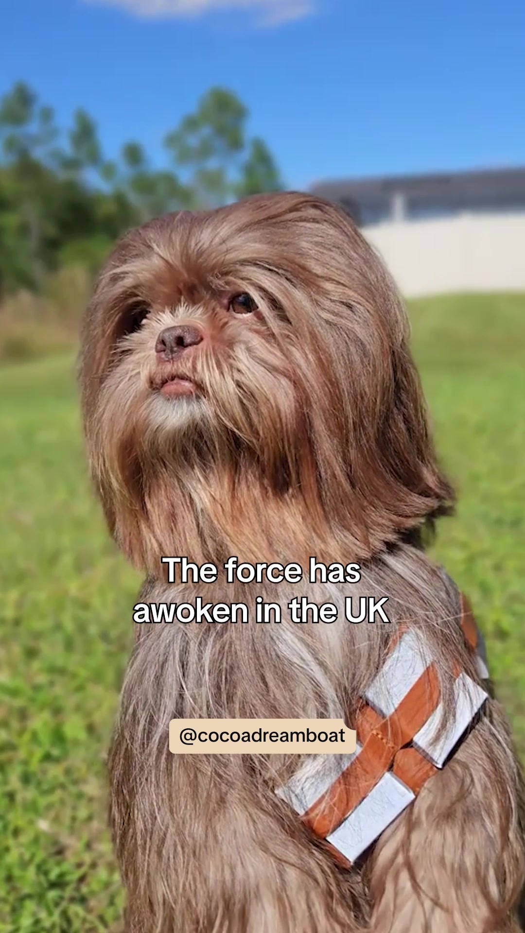 @TikTok UK