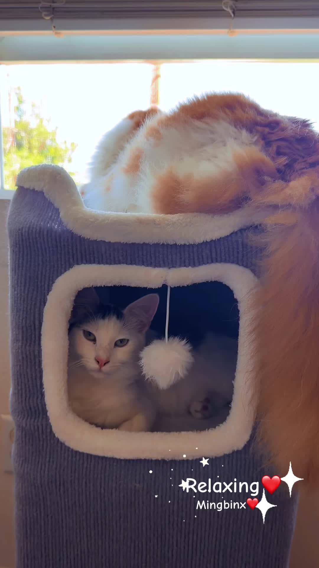@Ming 🐈