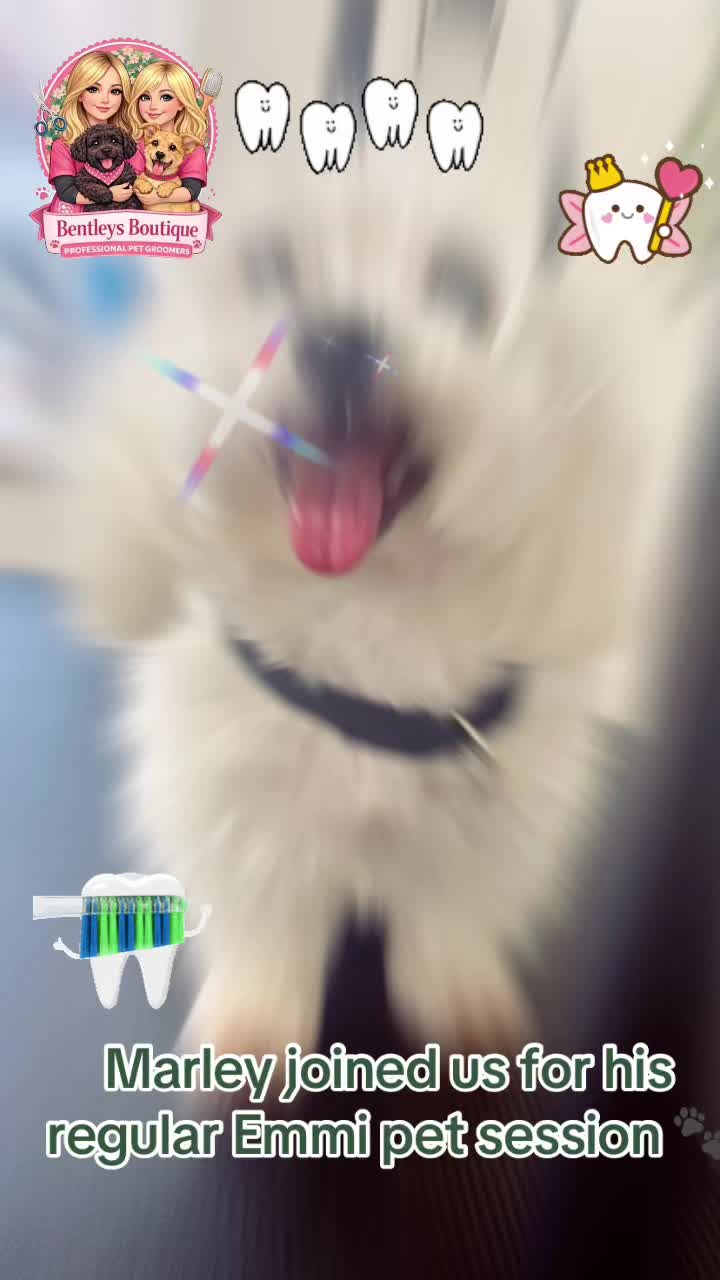 @Bentleys Boutique Pet Groomers