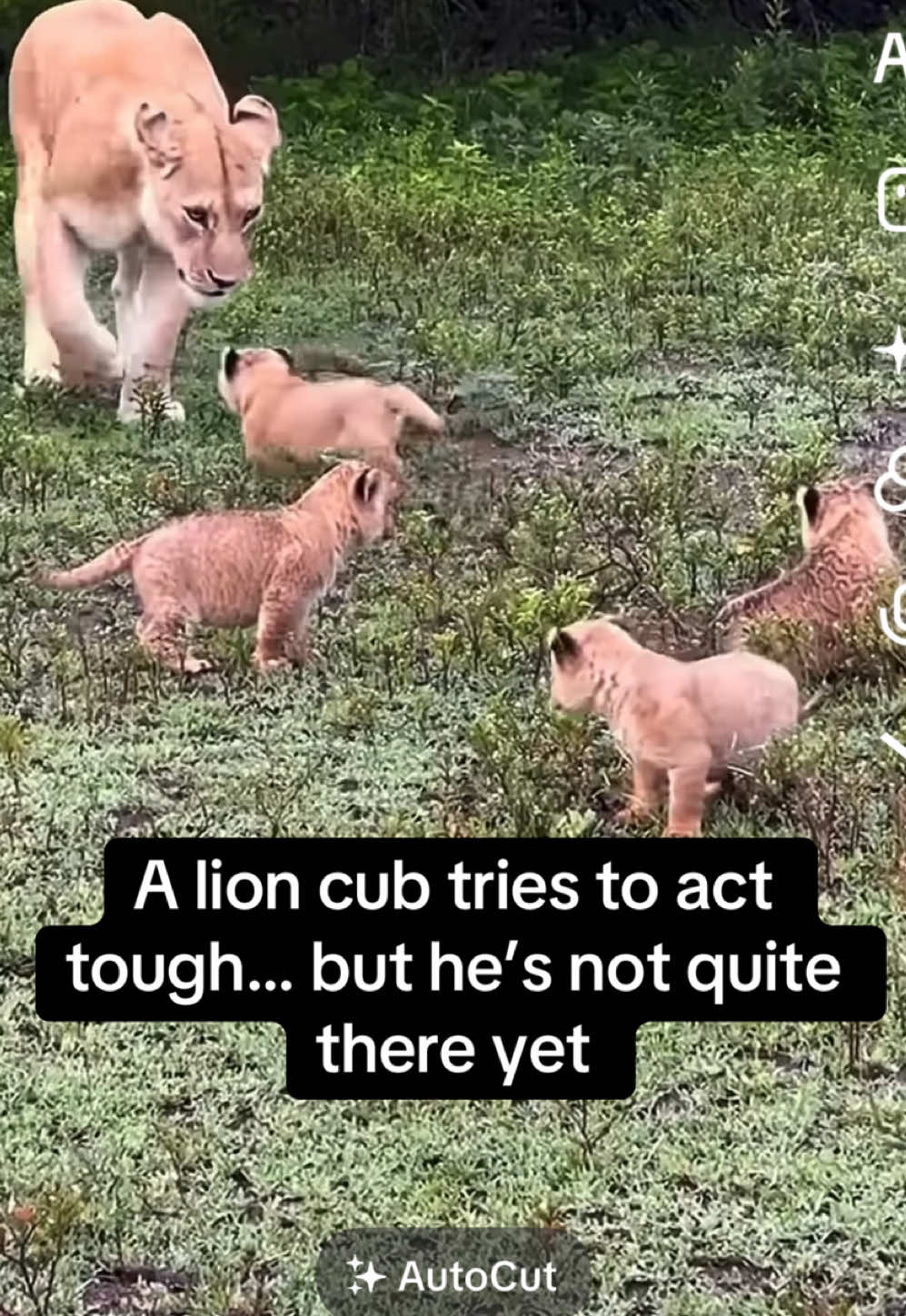 @KJ@LoveAnimalsEpicNature