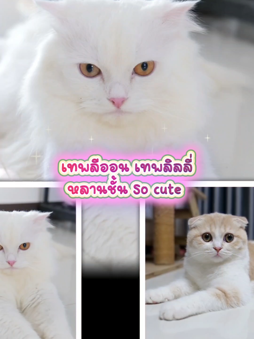 @💖🌷✨✷เทพลีออน宝贝✷💜🐲🏹🌞🦋☁️