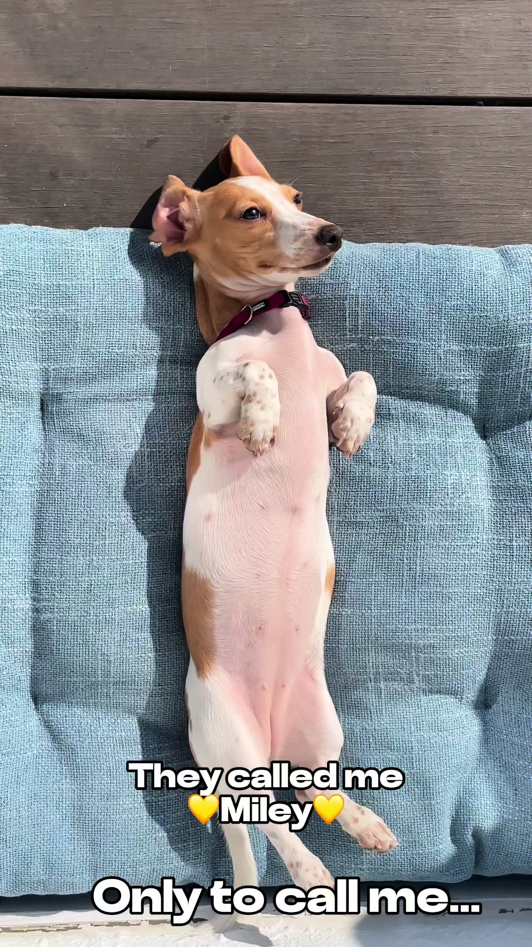 @Mileythedackel