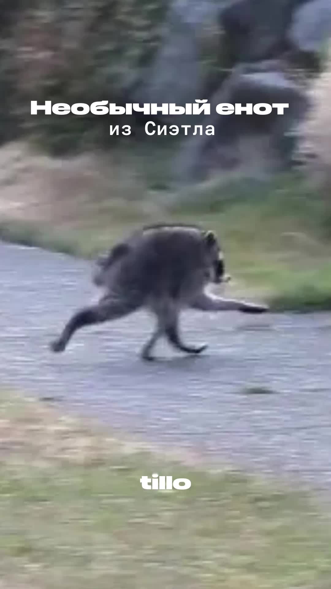 @Тилло Медиа
