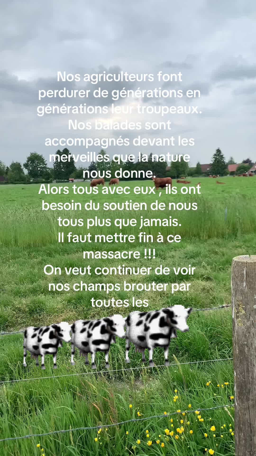 @🐺 PAKO Husky Sibérien