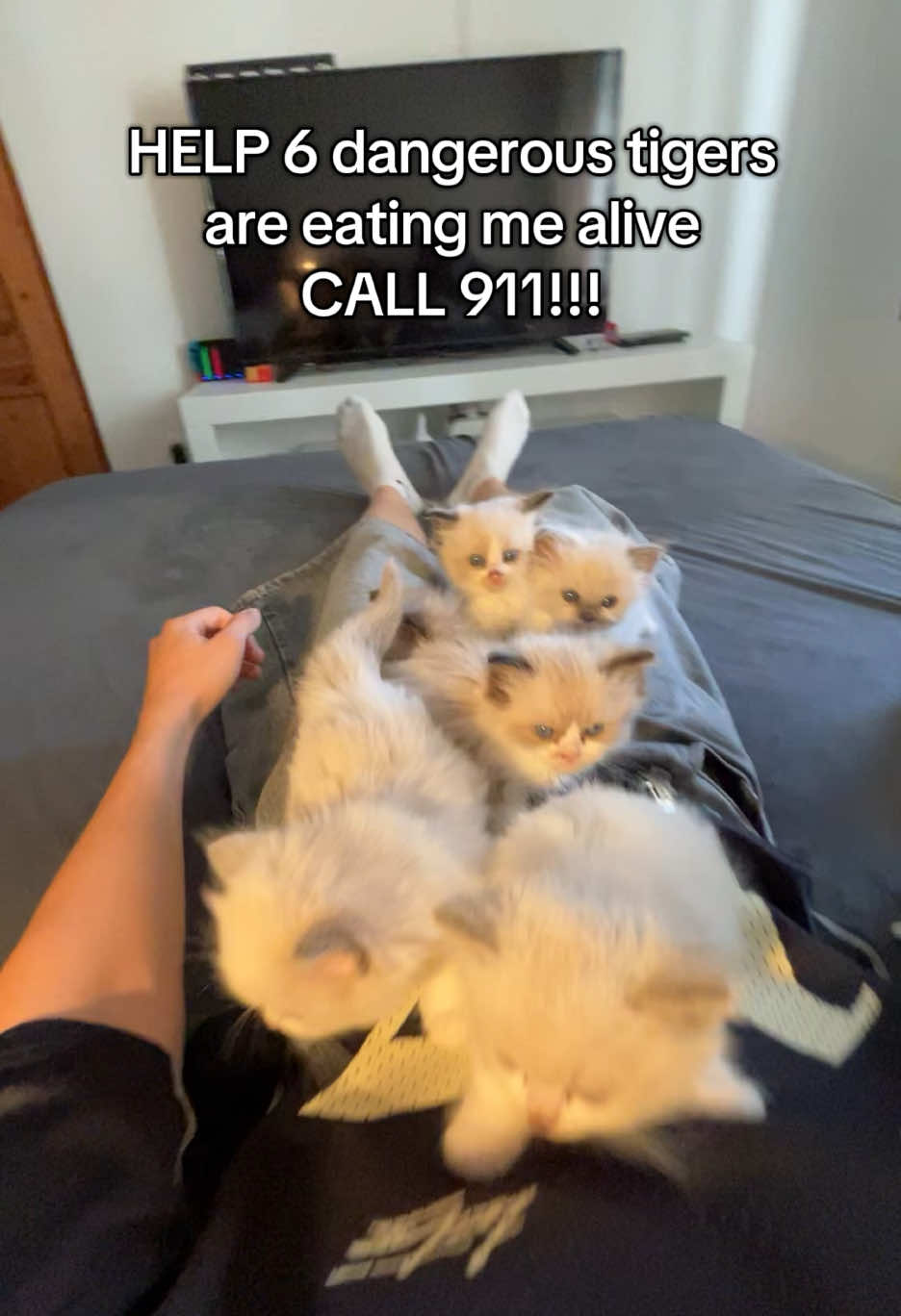 @Cute Ragdolls