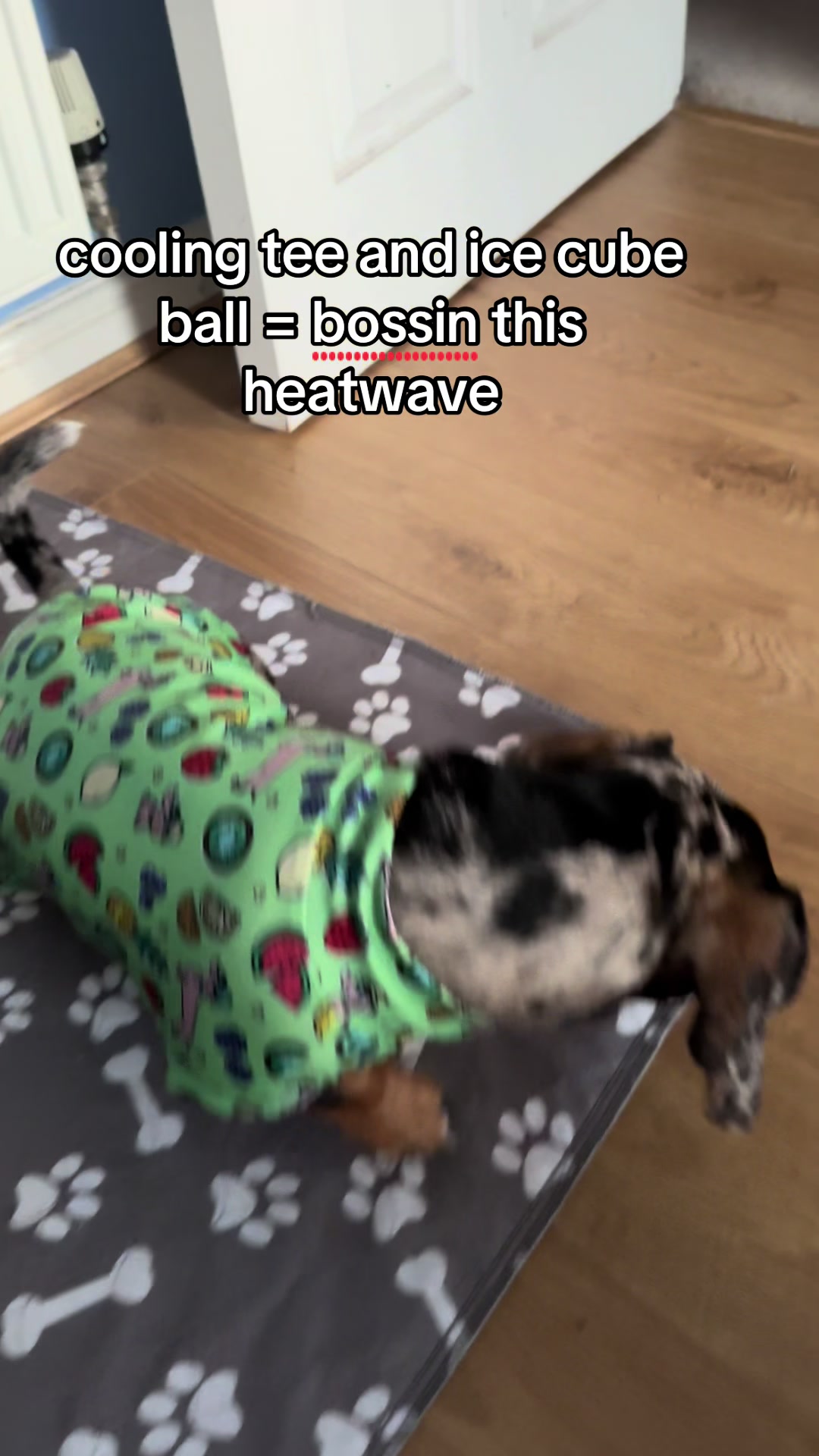 @Maverick The Dachshund