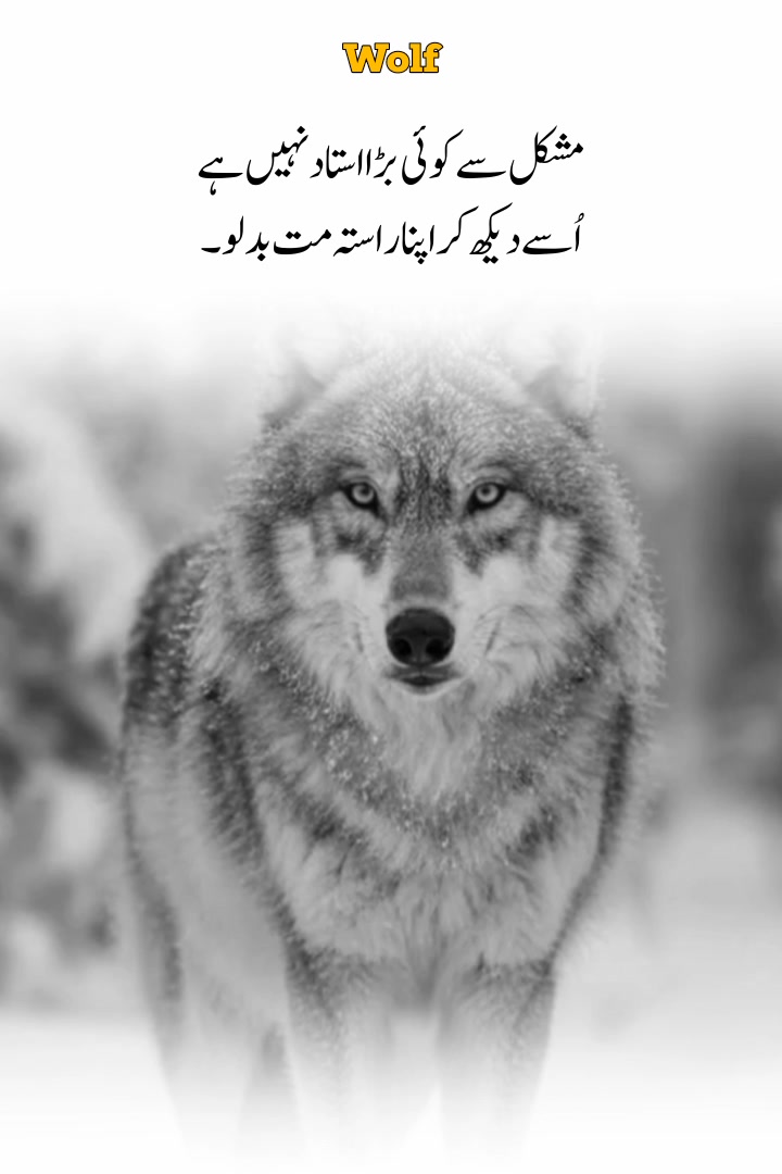@Wolf 🐺