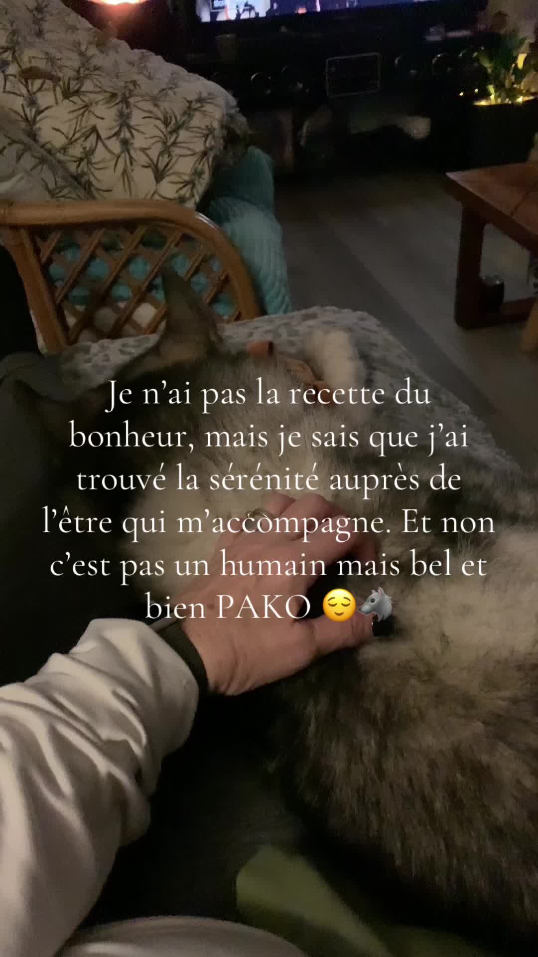 @🐺 PAKO Husky Sibérien