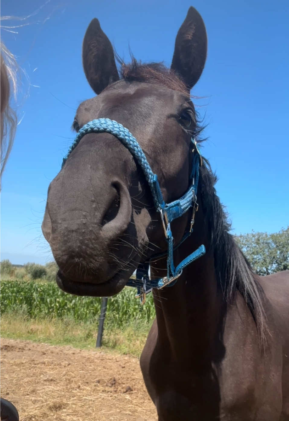 @rask_horses