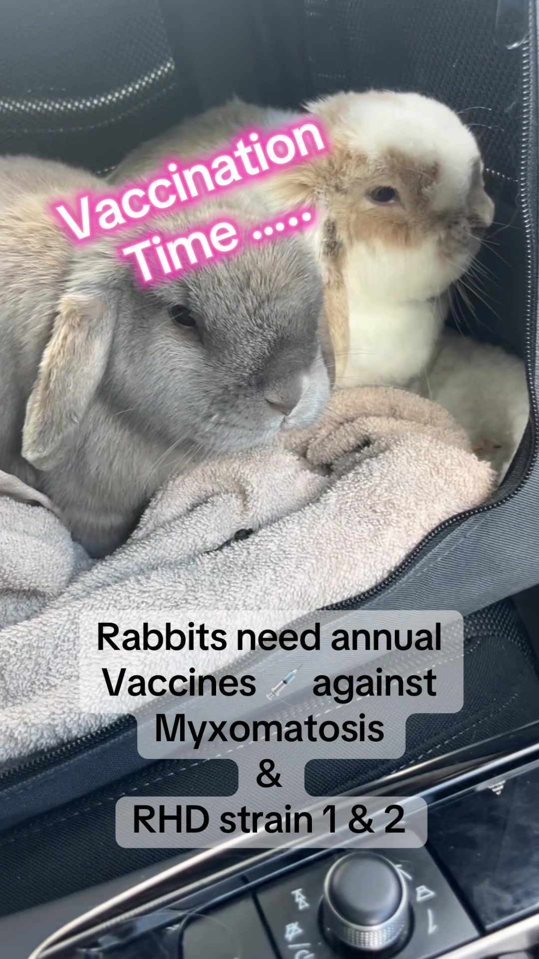 @BunnyAli