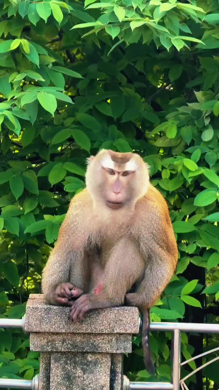 @Monkeyking❤
