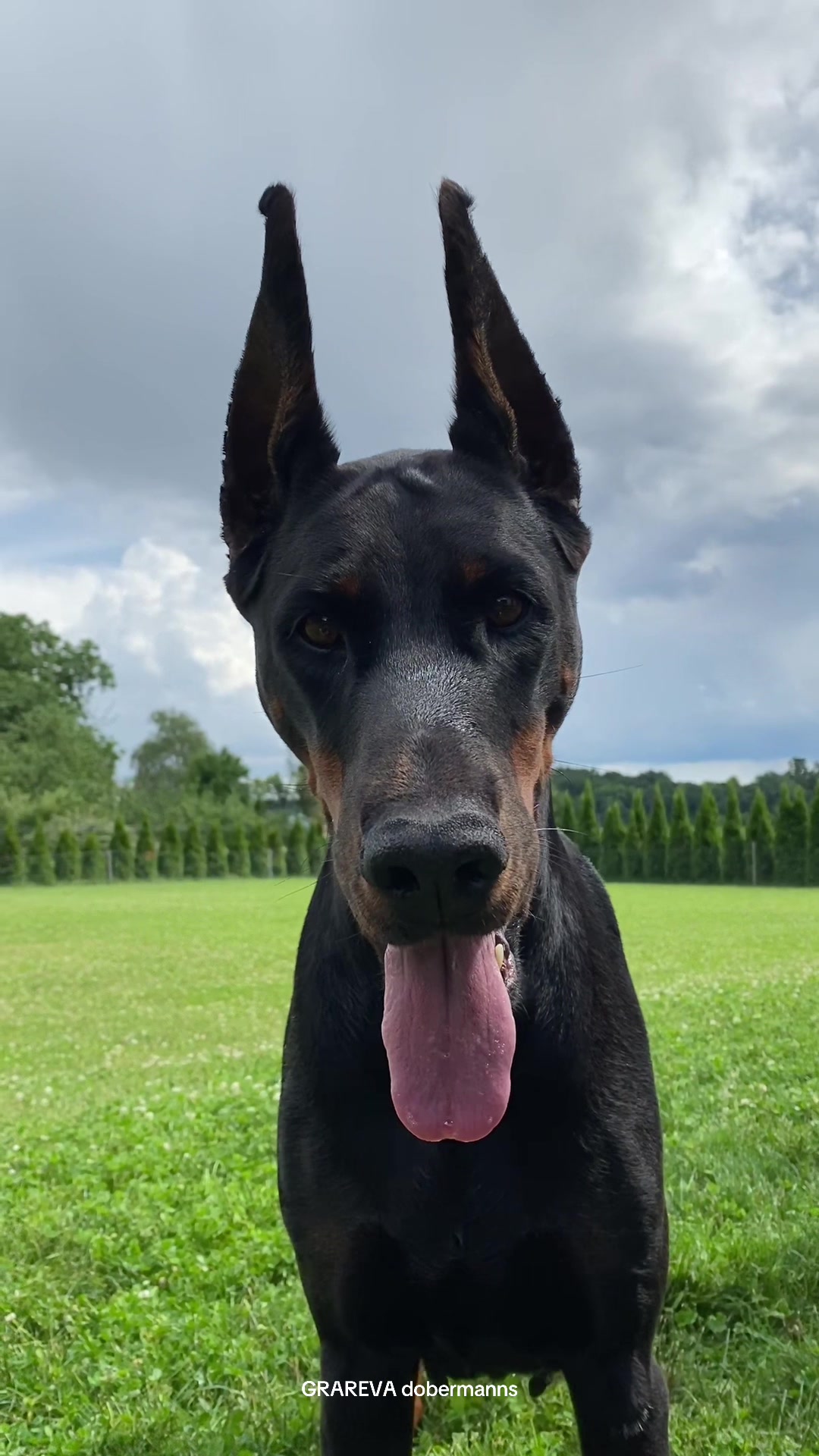 @GRAREVA dobermanns