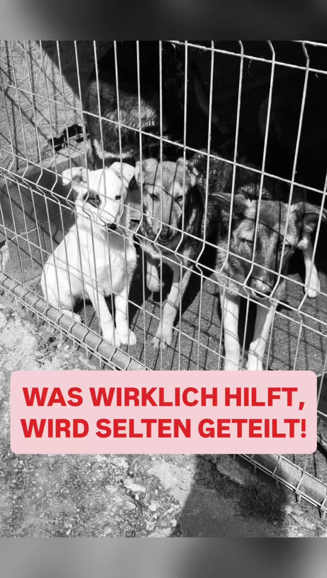 @Hundeherzkommando 🐾