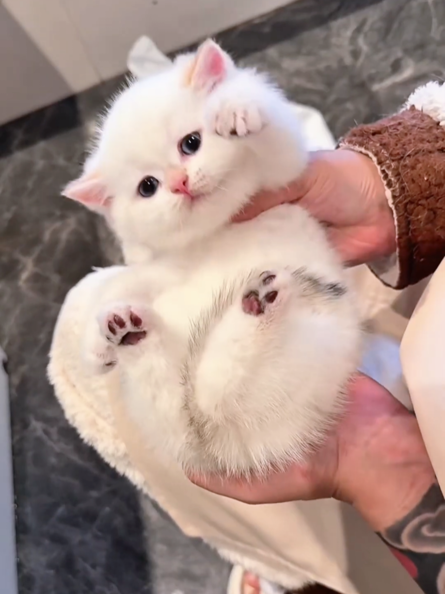@Cute Cats Zone
