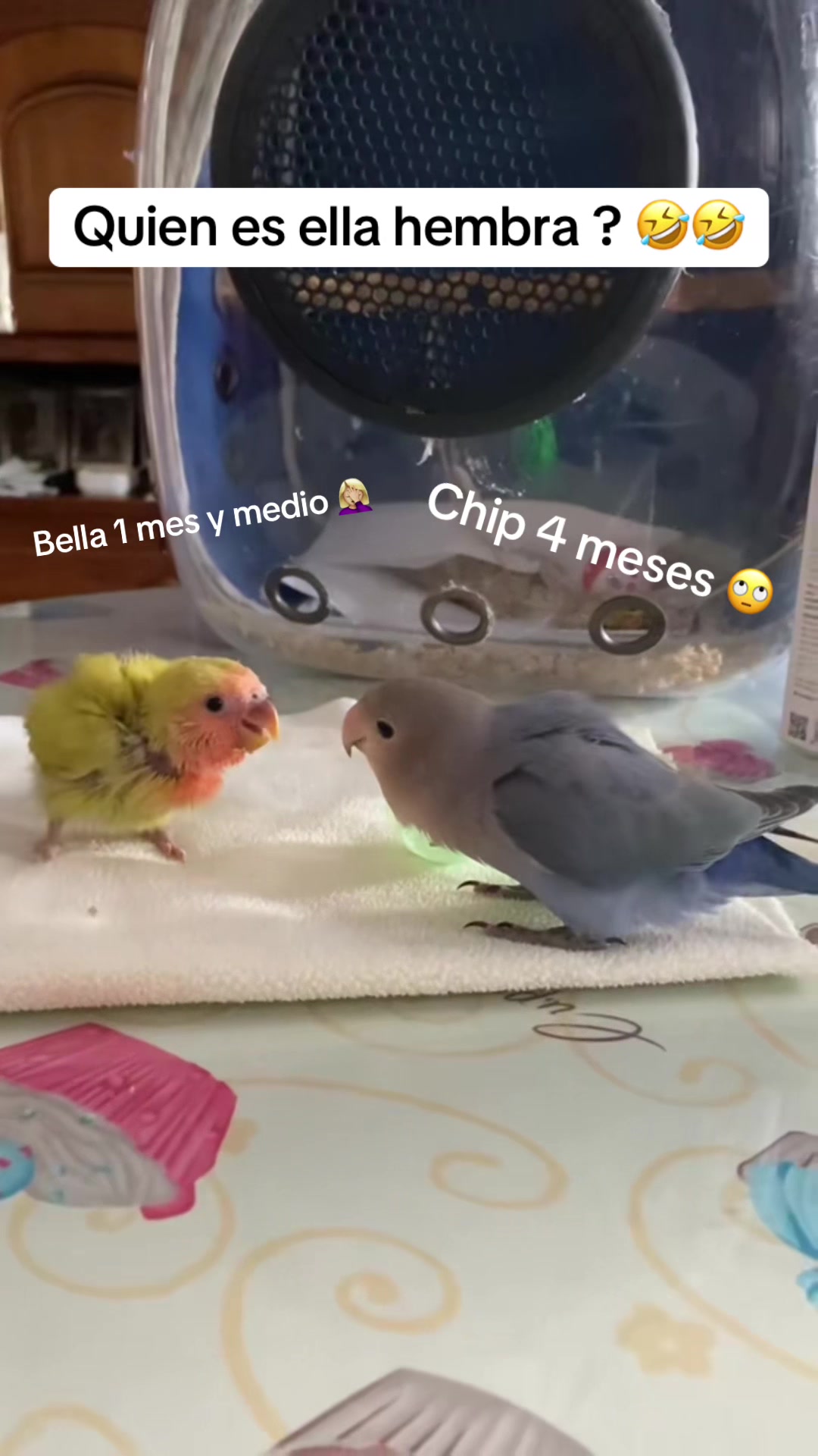 @chip y bella