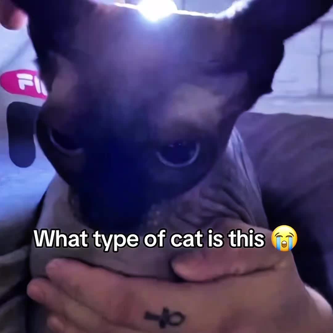 @๐๐๐๐๐ผ๐๐
๐ผ