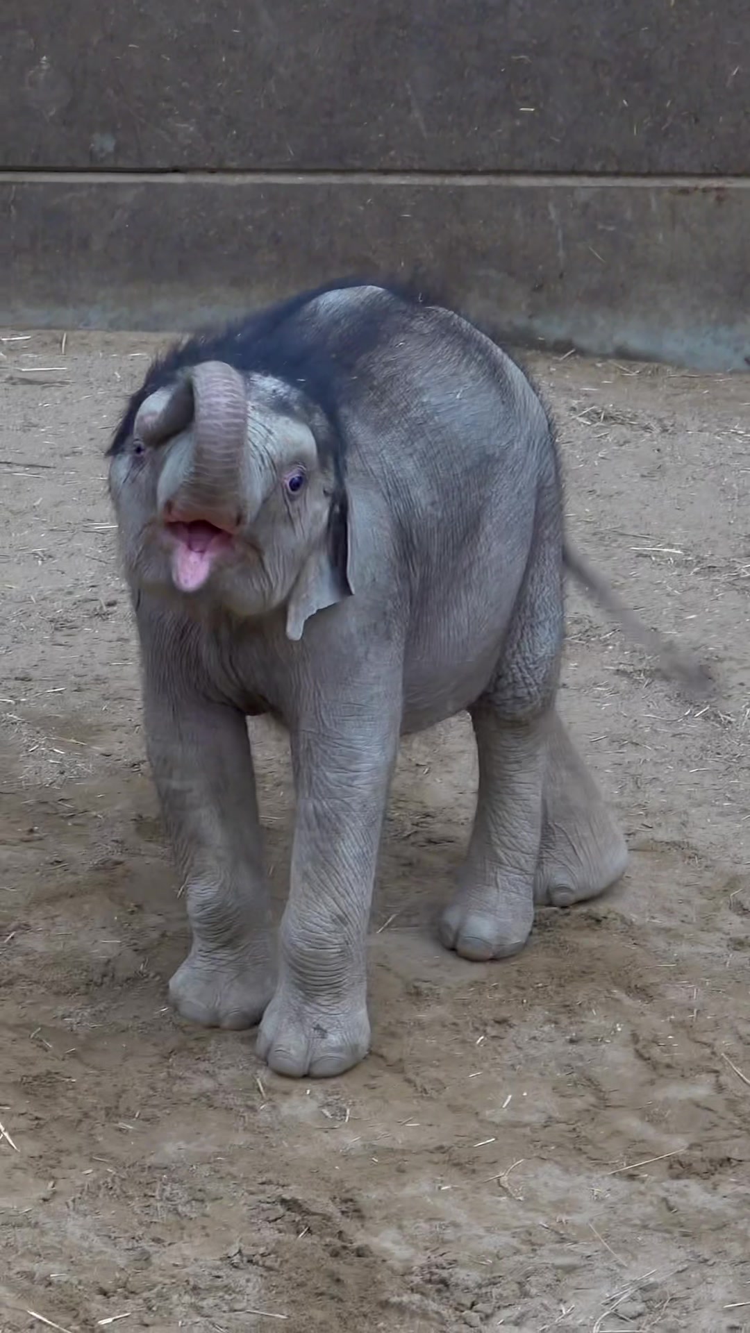 @Animals Travel Adventures