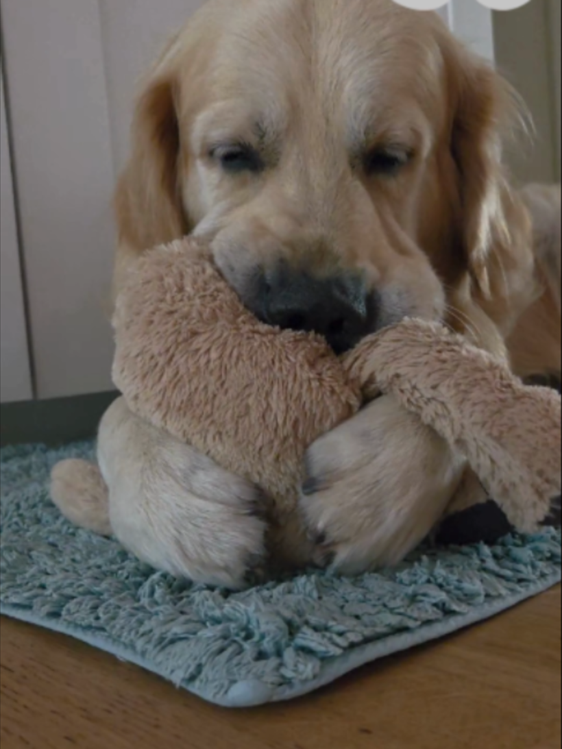 @WoofWoofTV