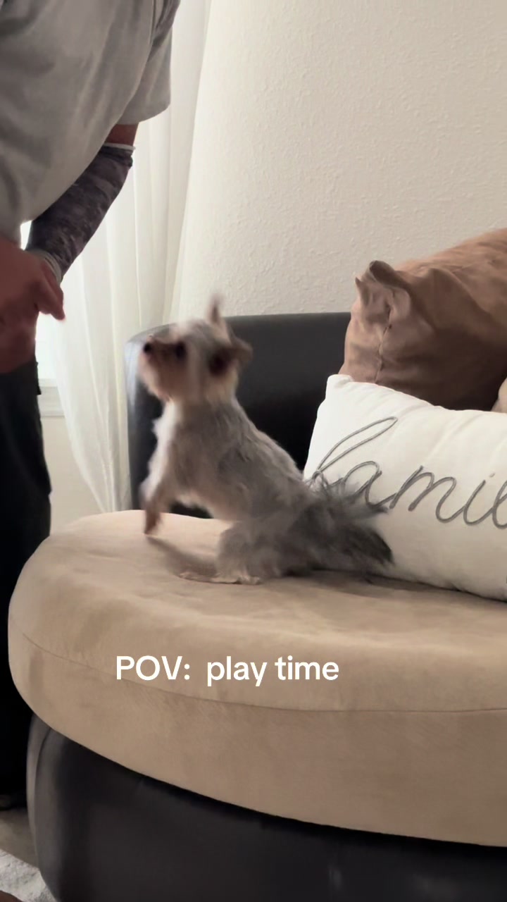 @Penny the Yorkie