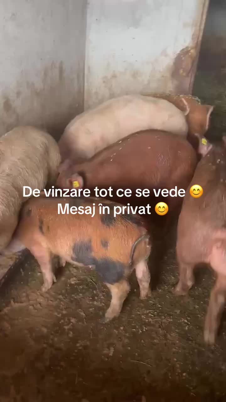 @🚂Pancu Ciprian 🚂