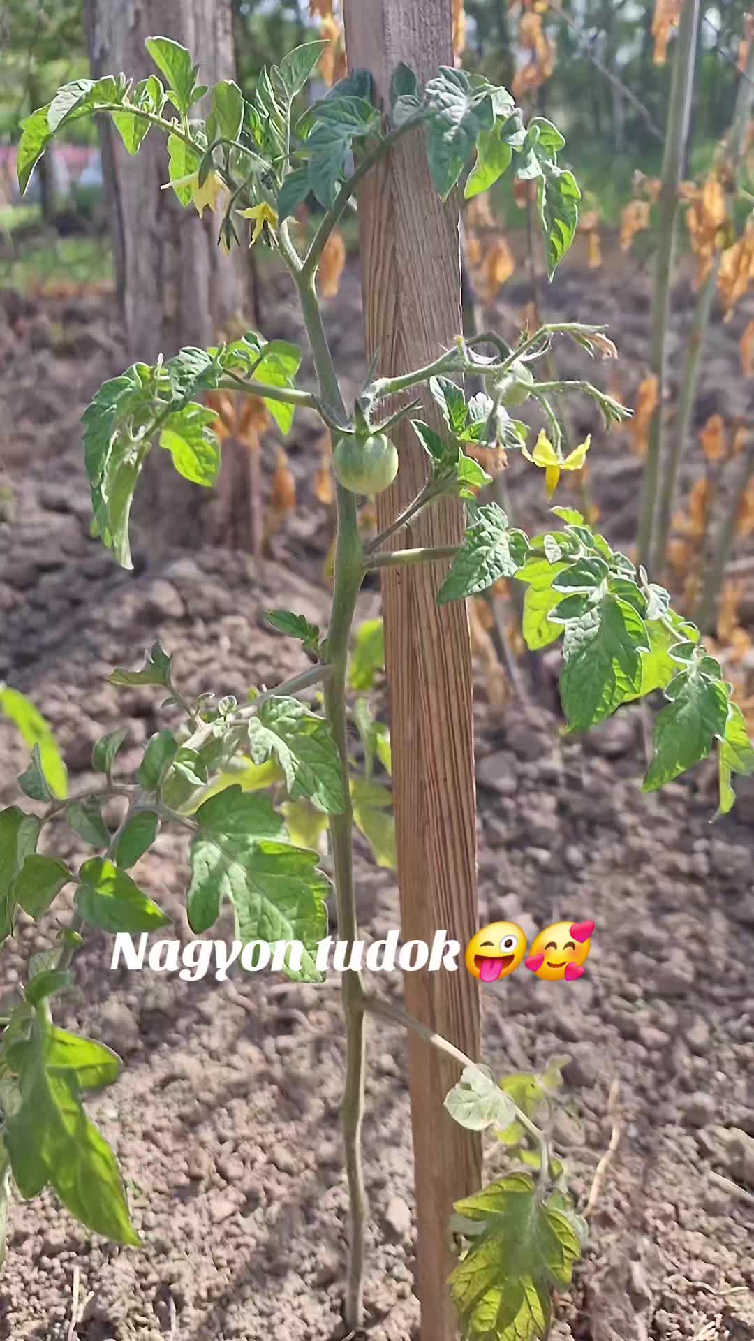 @MoneLiza