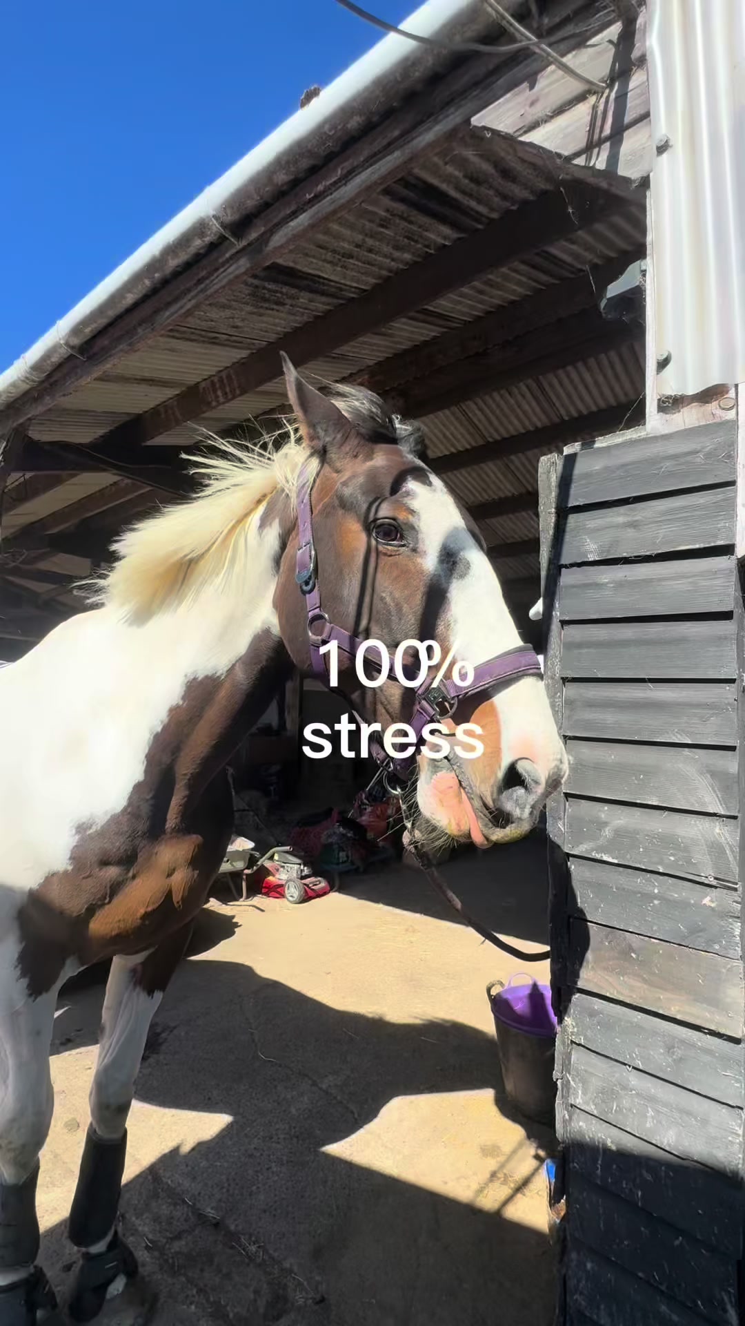 @HackingWithBruno