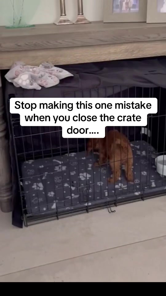 @Sara Professional Dog Trainer
