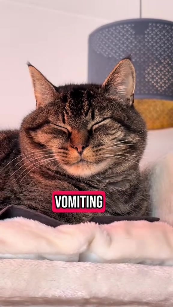 @Joep_the_ rescuecat