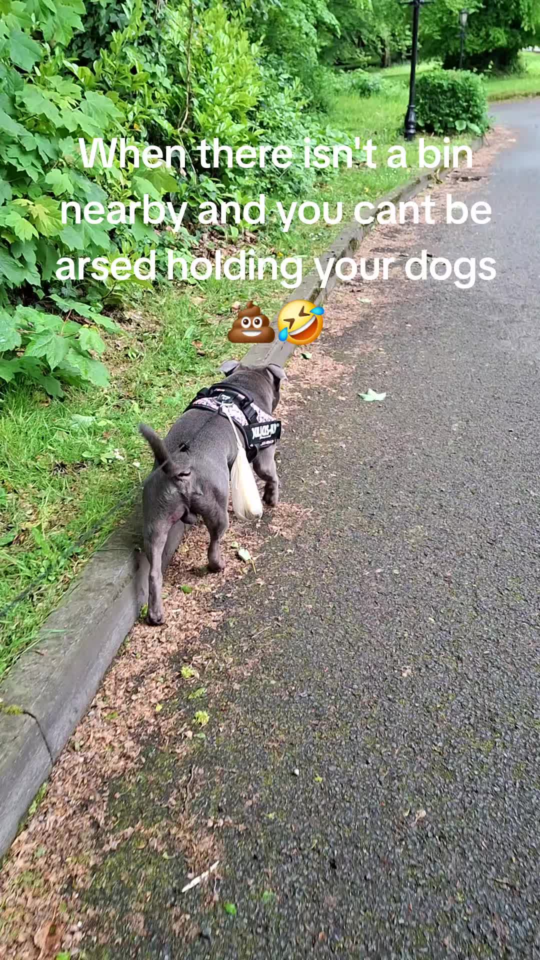 @Lucy & Chester 🐕
