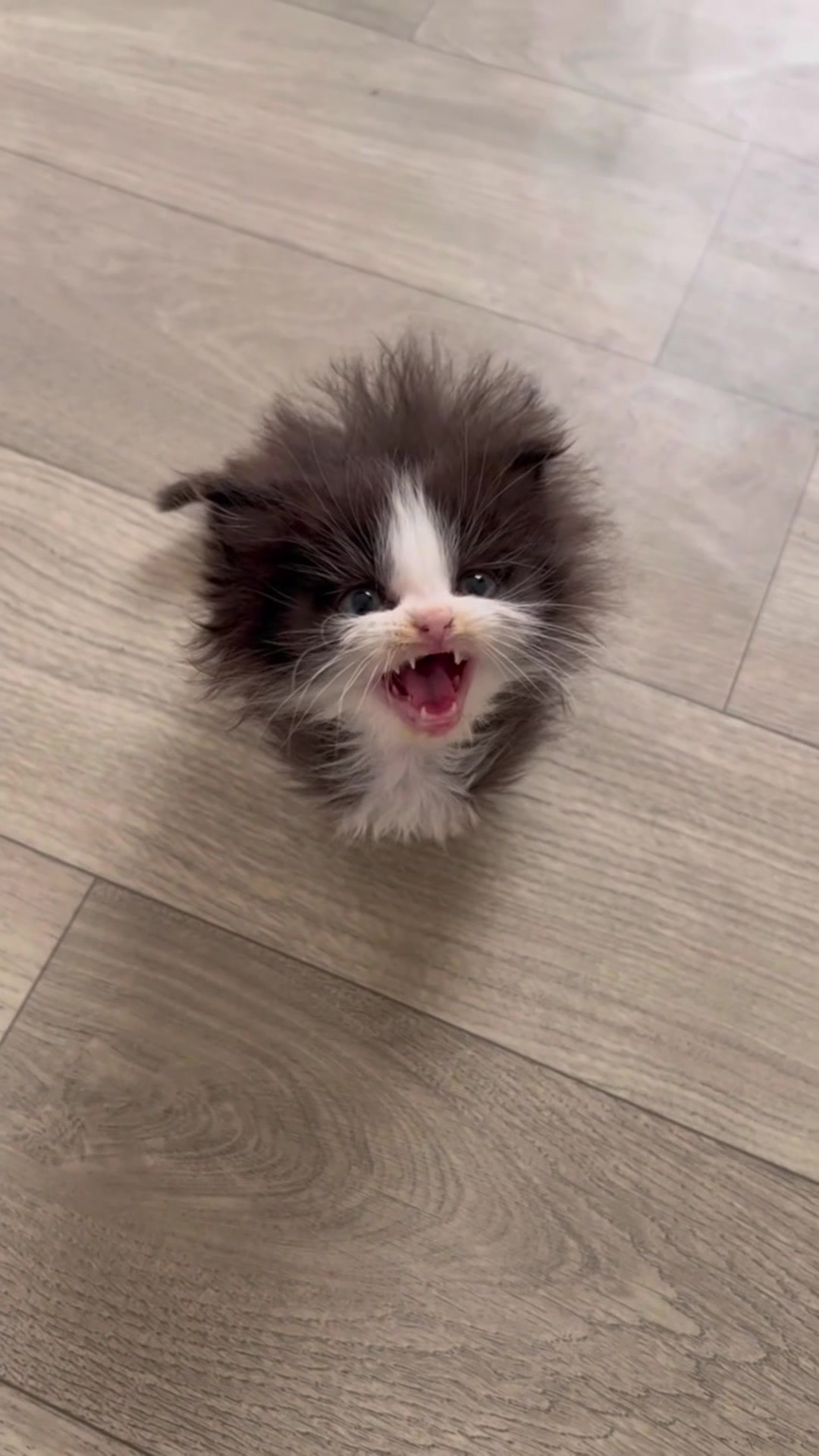 @Petmaker