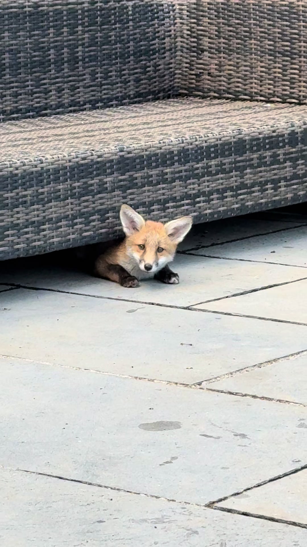 @gp_wildlife