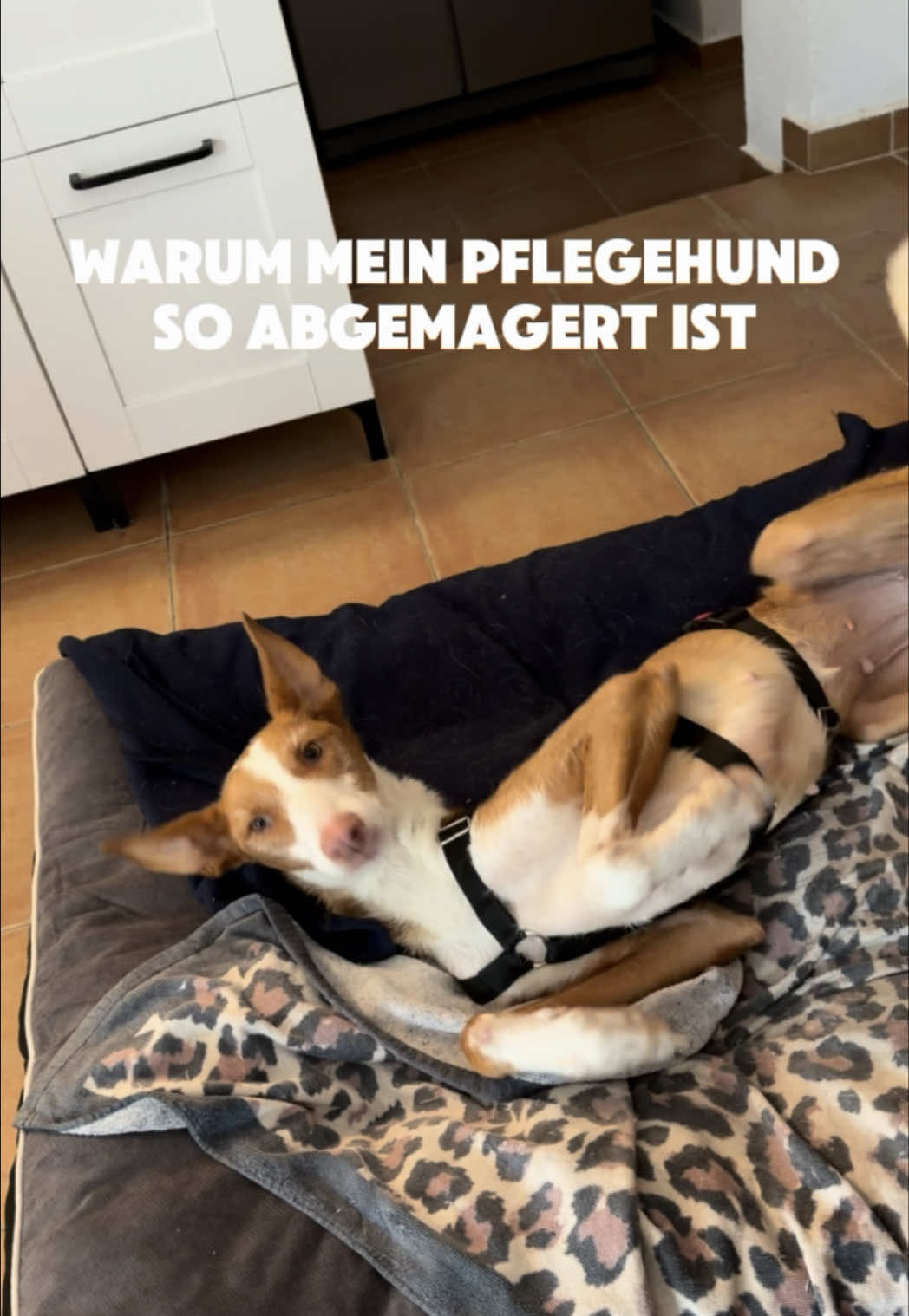 @arcadogsandayleen