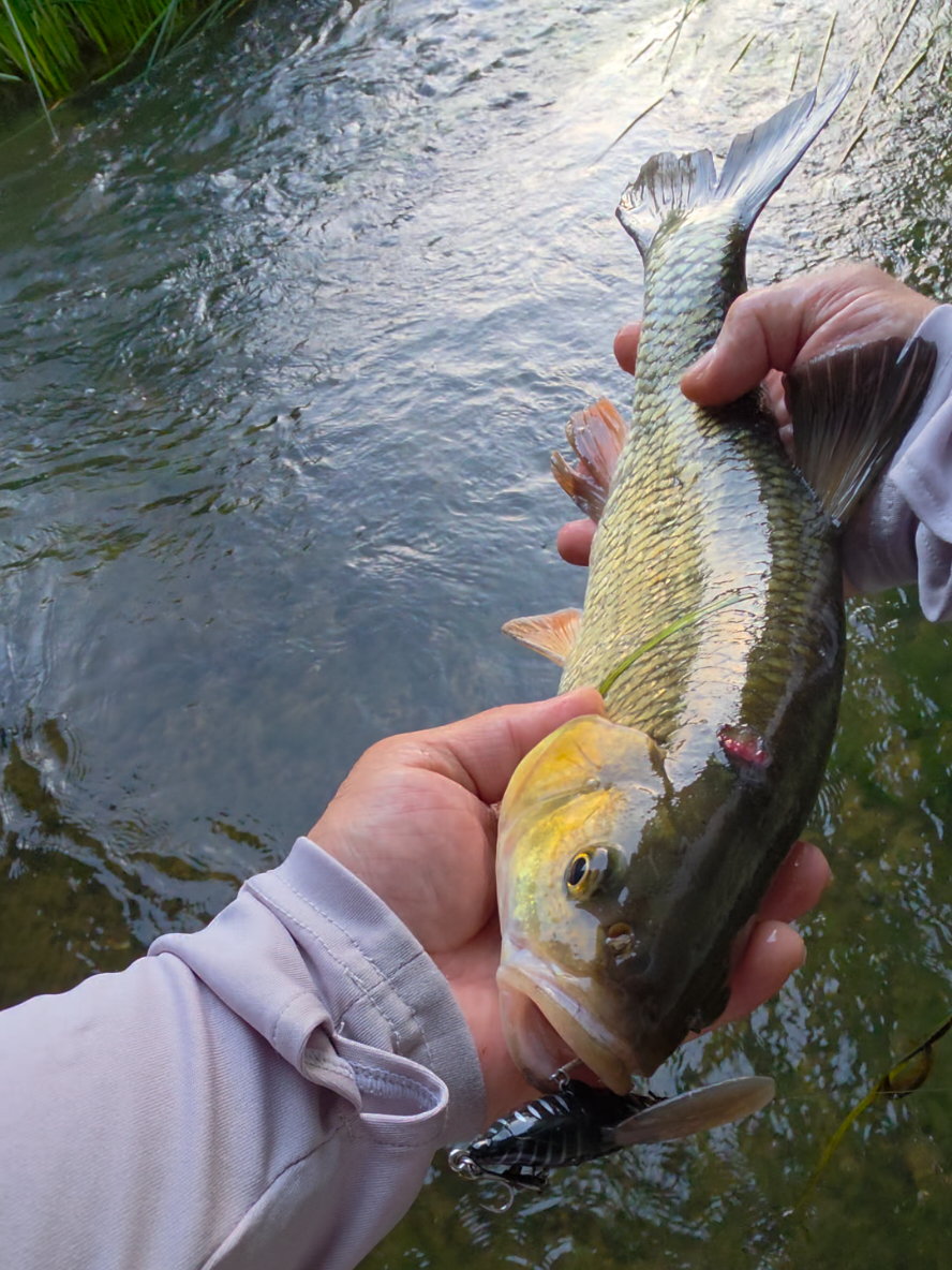 @BF Angler