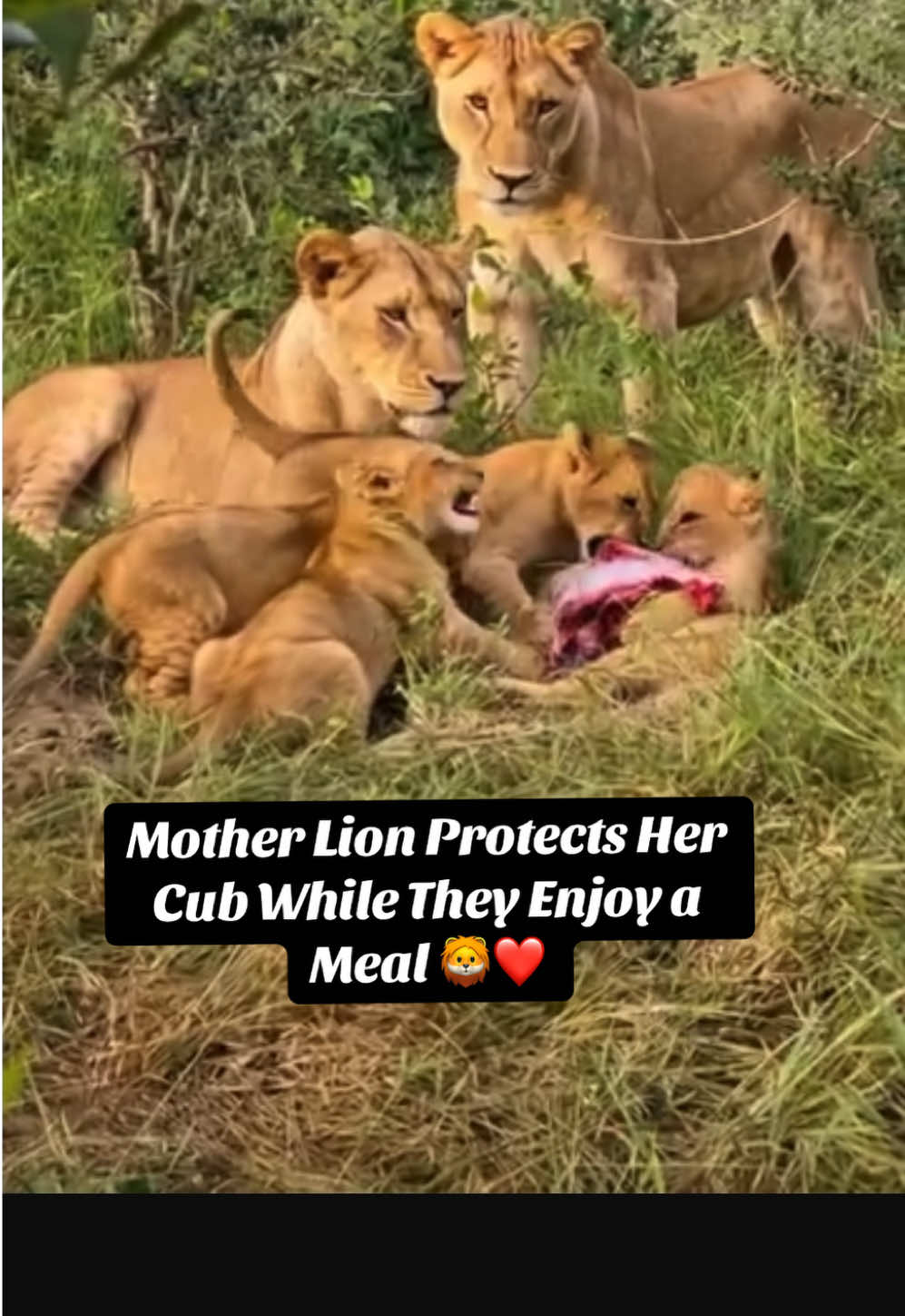 @KJ@LoveAnimalsEpicNature