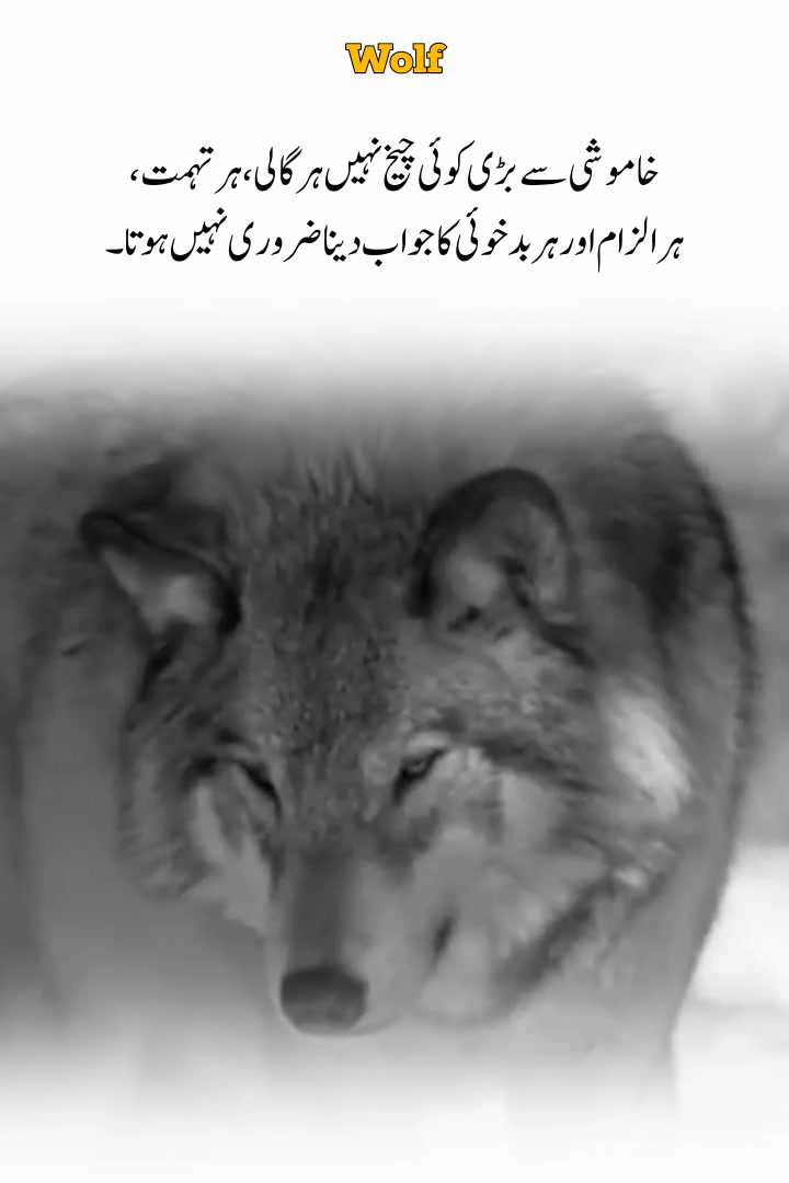 @Wolf 🐺