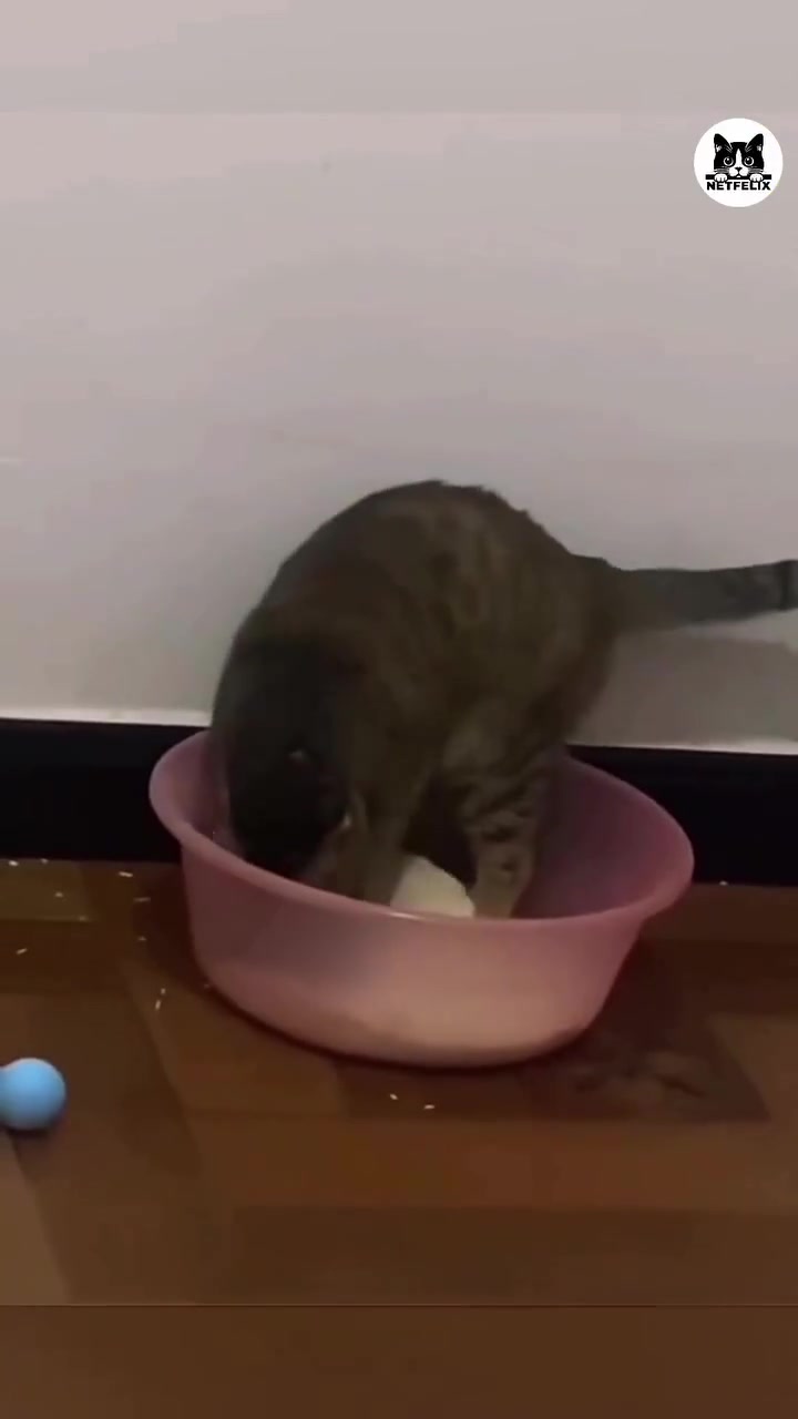 @gonzo_cats