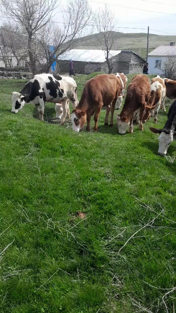 @sivaslı
