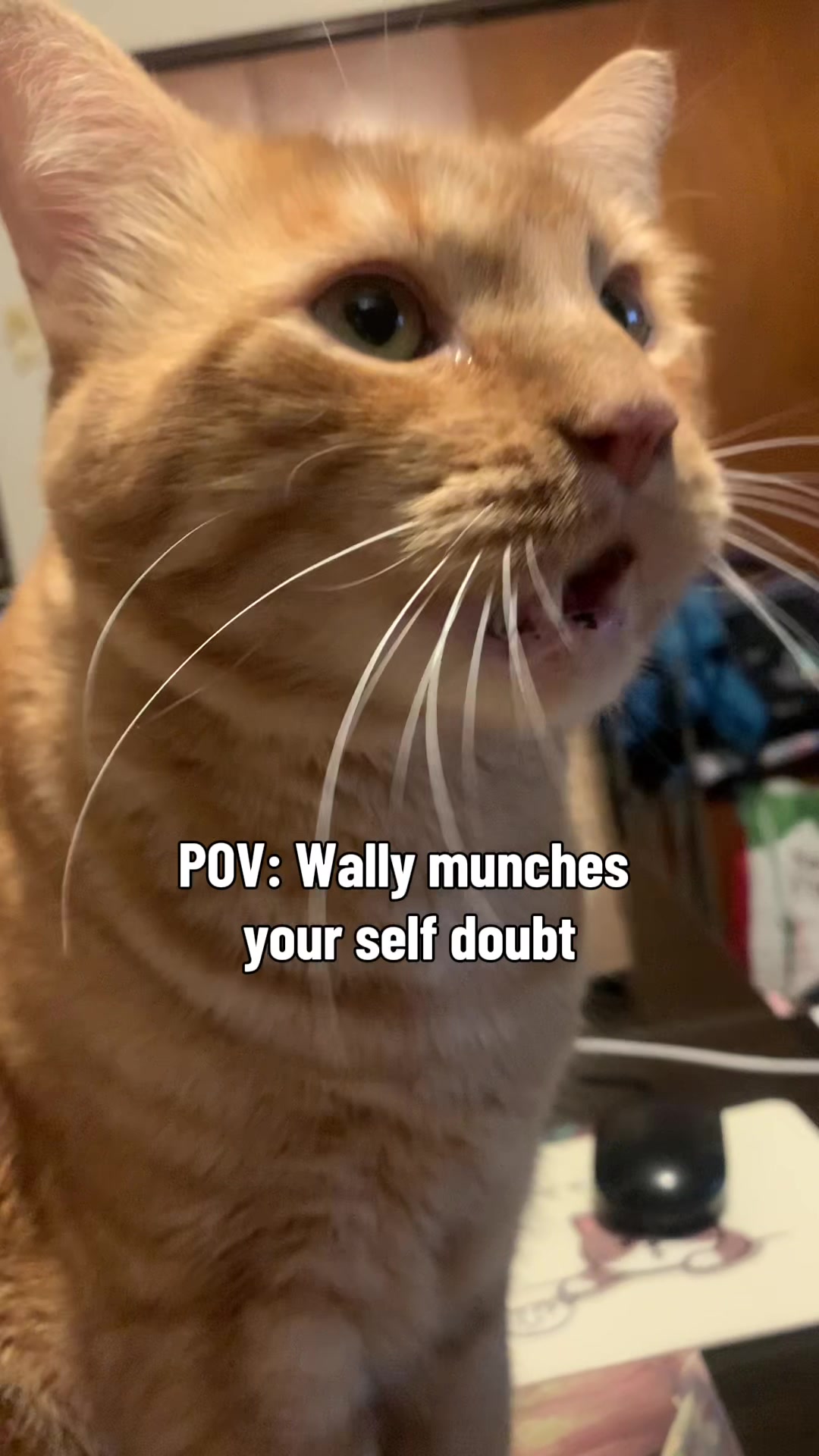 @diycatgeek (Wally & Howl)