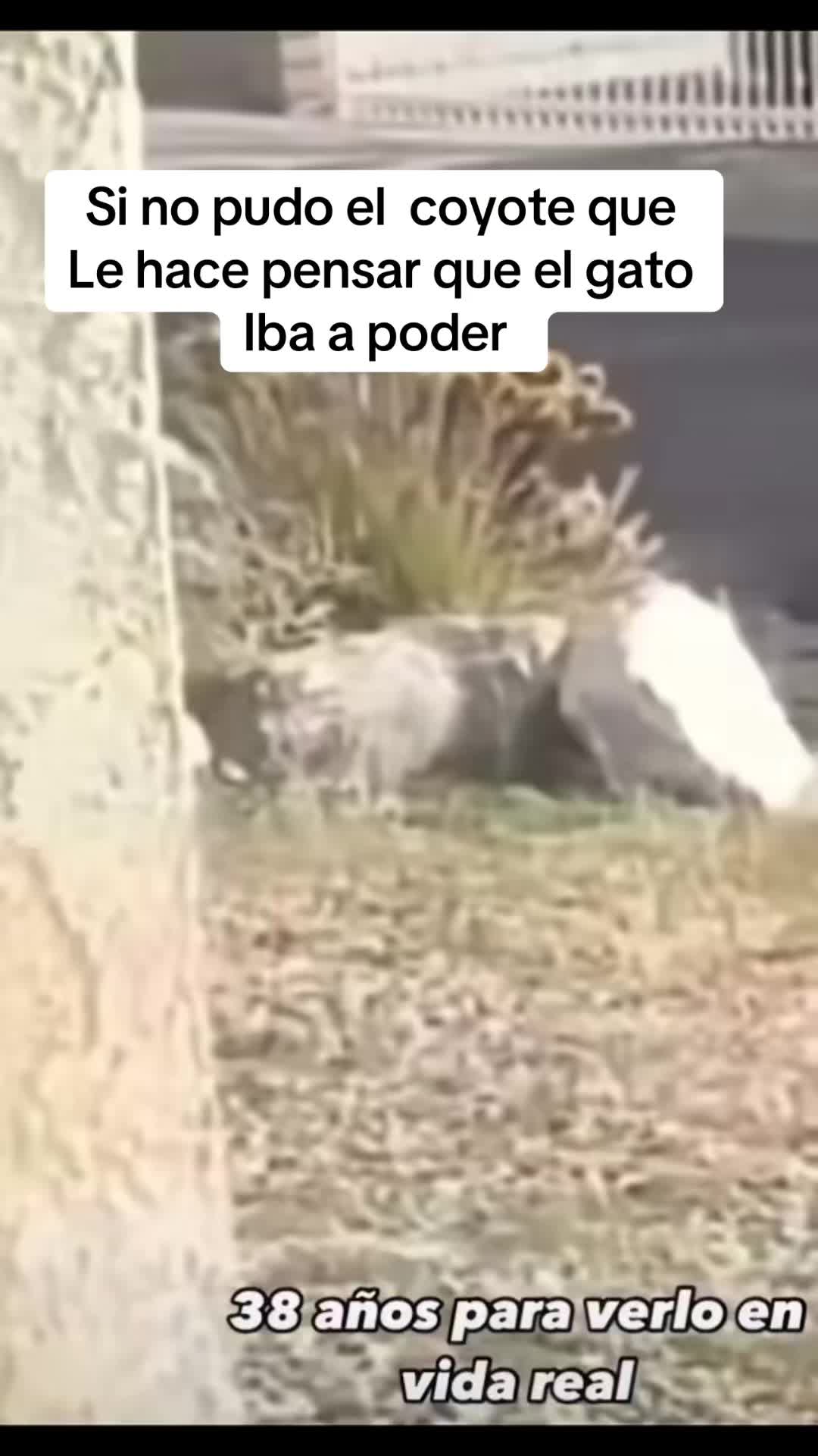 @Rodriguez